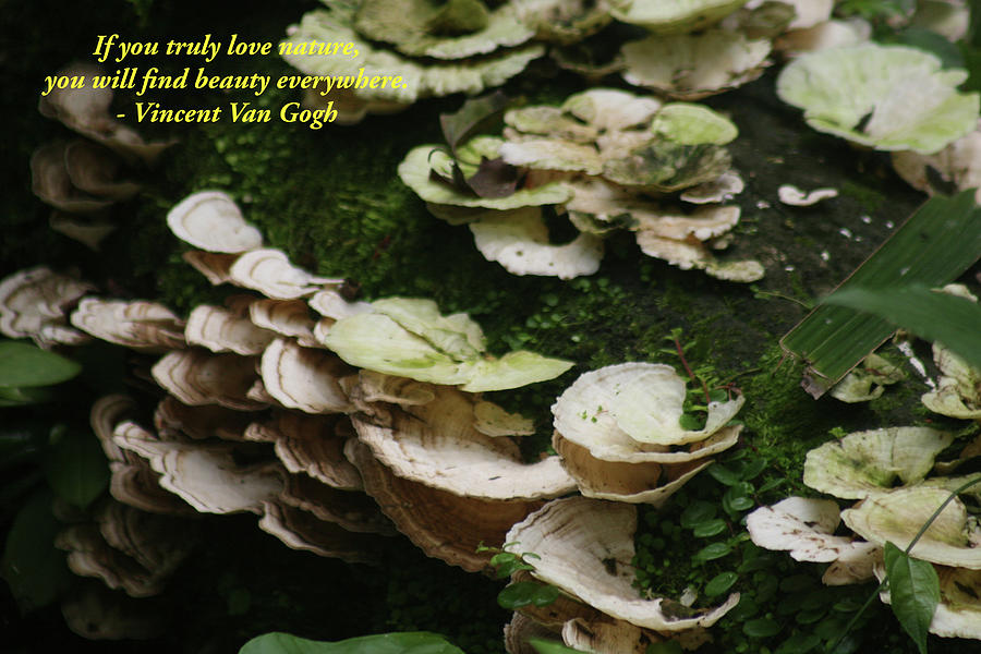 Fungus on tree Inspirational Photograph by Laurie Lago Rispoli