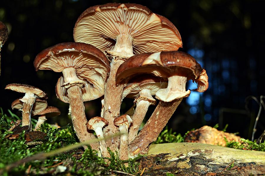 Fungus Photograph by Thomas Schroeder