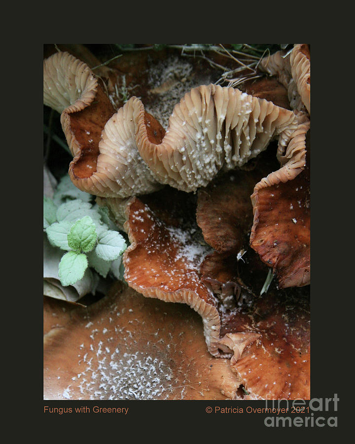 Fungus with Greenery Photograph by Patricia Overmoyer