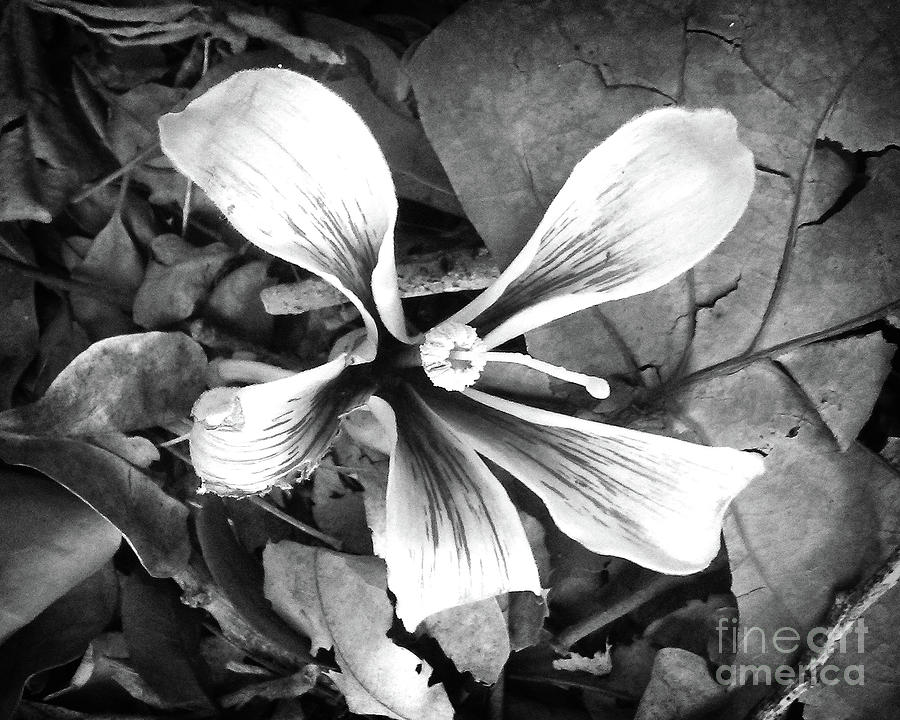 Funky Flower BW Photograph by Chris Andruskiewicz