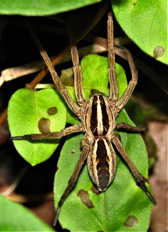 Funnel Web Spider Photograph By Joshua Bales Fine Art America