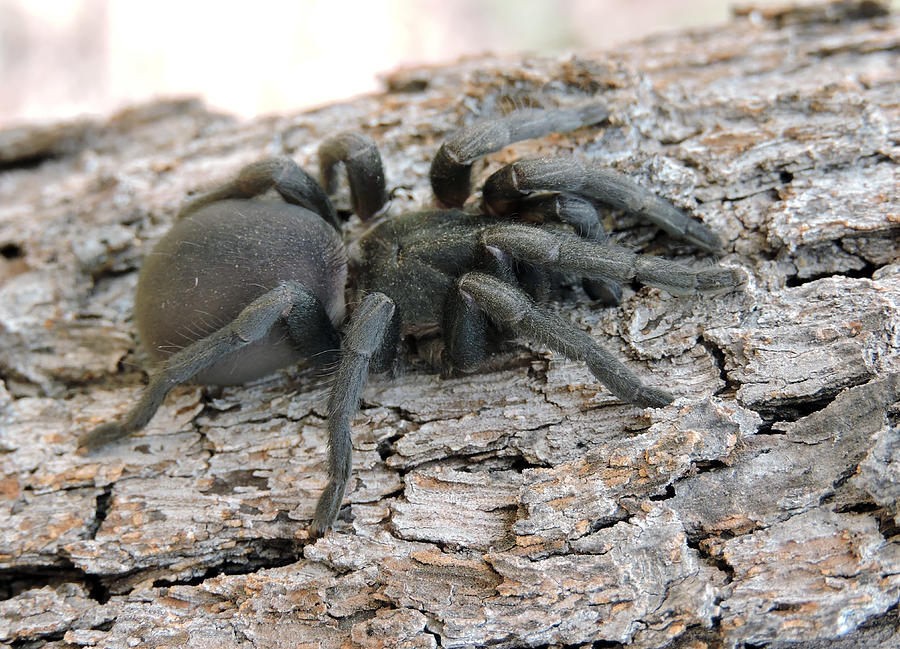 Funnel Web Spider Photograph by Photography by Mangiwau