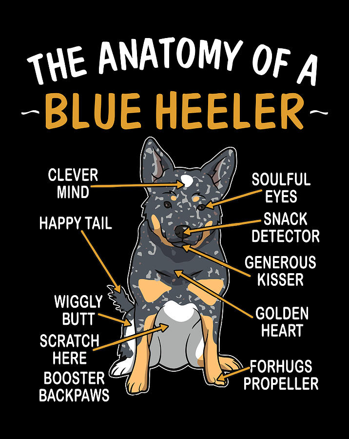 Funny Anatomy Of A Blue Heeler For Dog Lovers Digital Art By Luke Henry