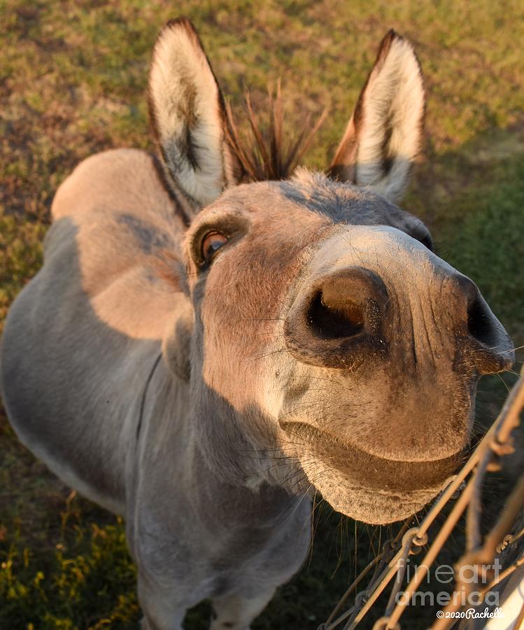 Funny and cute Donkey smiling Photograph by Rachelle Celebrity Artist ...