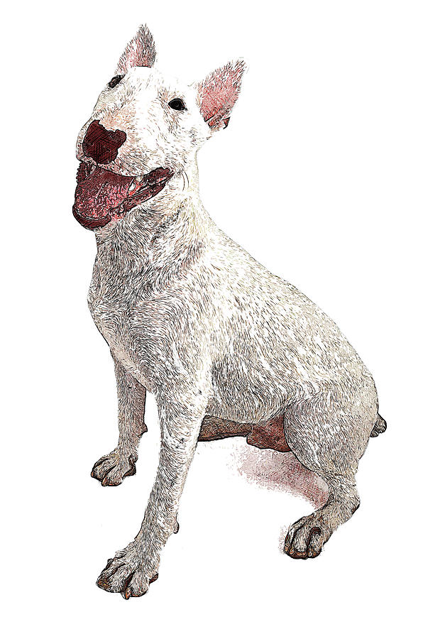 Funny and Cute, English Bull Terrier Dog Painting by Custom Pet Portrait Art Studio