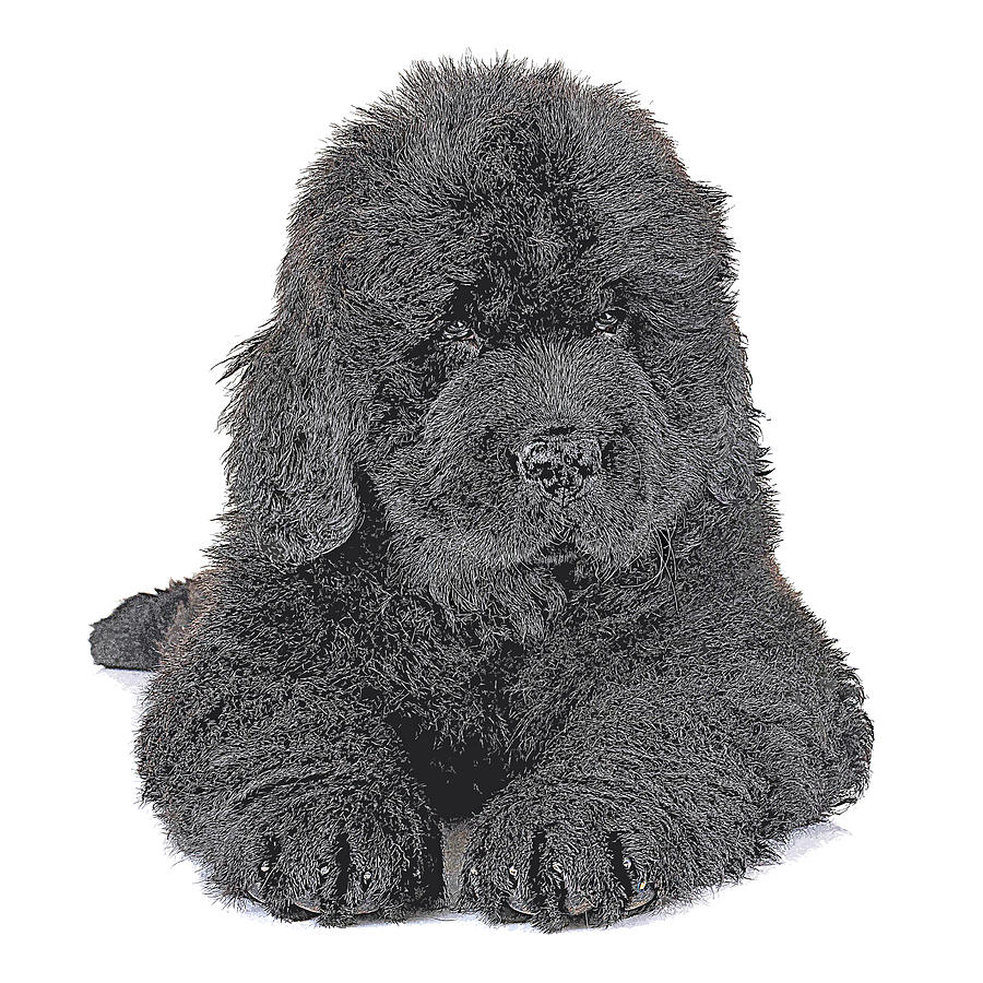 Funny and Cute, Puppy Newfoundland Dog Painting by Custom Pet Portrait Art Studio