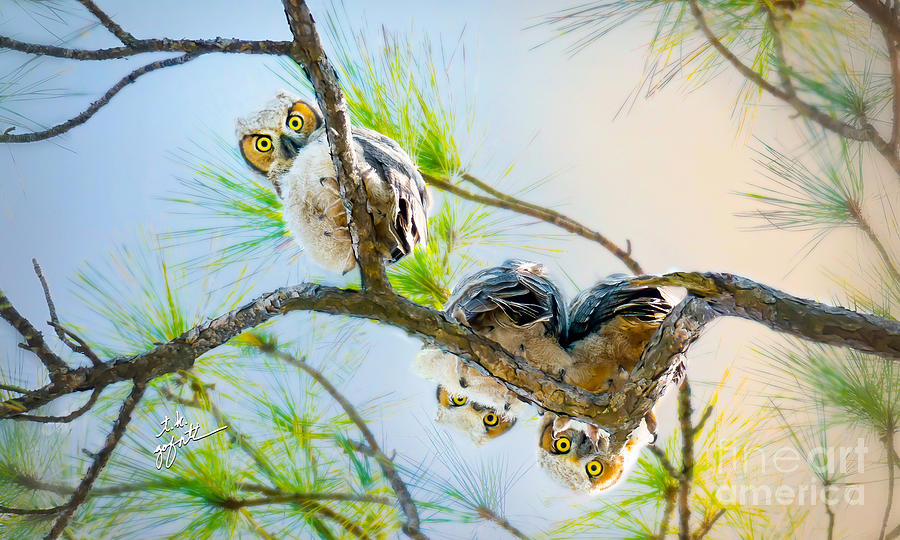 Baby Great Horned Owlets on Limb Photograph by TK Goforth