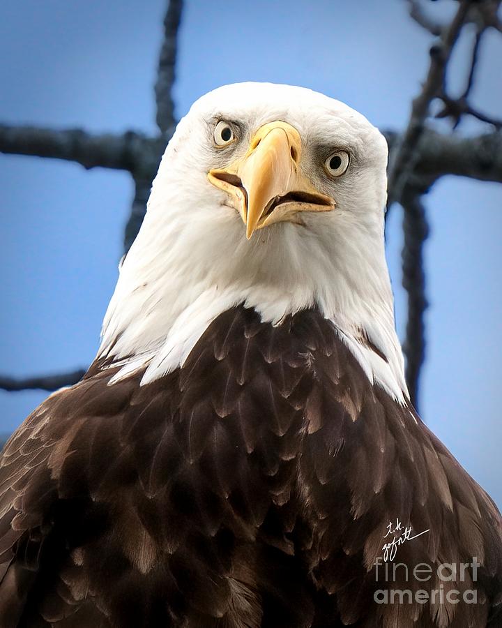 Funny Bald Eagle Portrait Photograph by TK Goforth