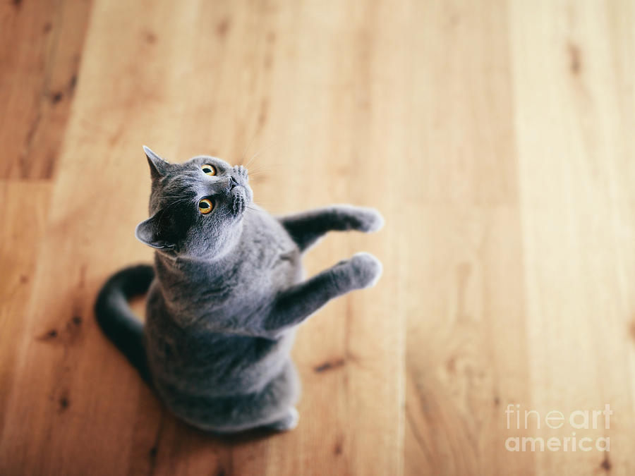 Funny British Cat Standing As If He Was Begging, Asking. Photograph