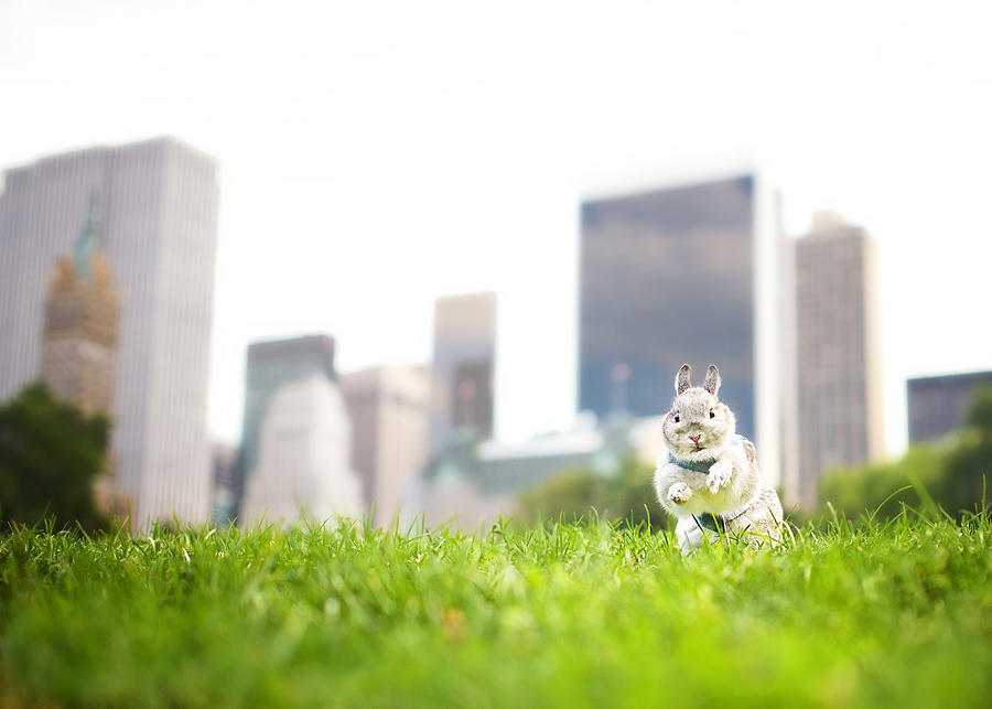 Funny Bunny in Central Park Photograph by Vicki Jauron, Babylon and Beyond Photography