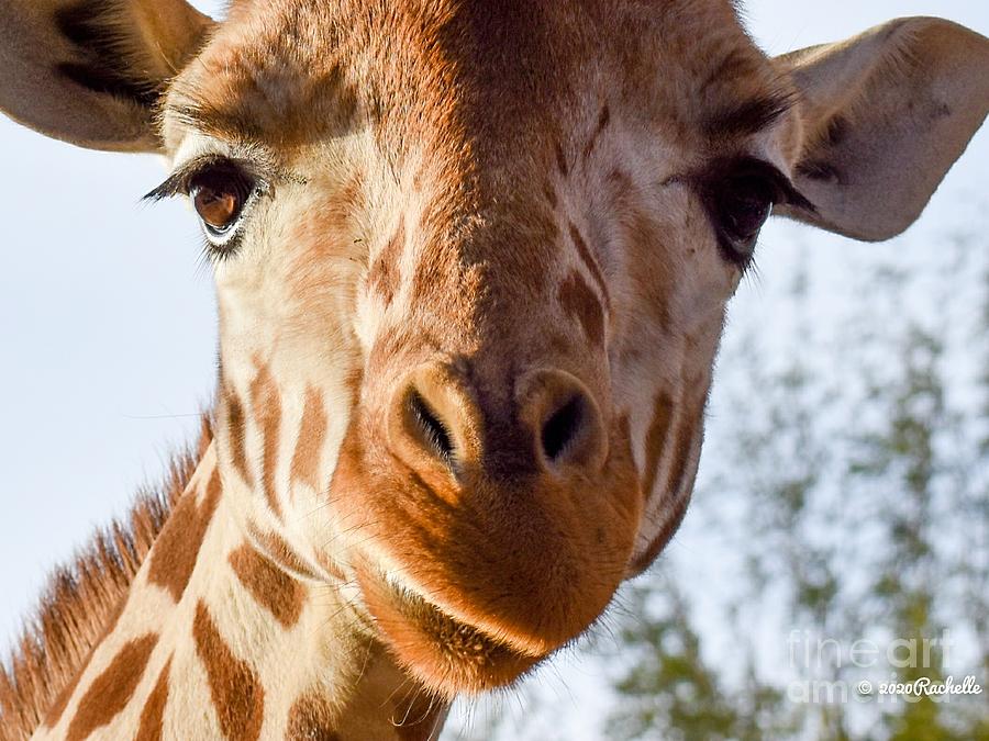 Funny close up of cute Giraffe Photograph by Rachelle Celebrity Artist ...