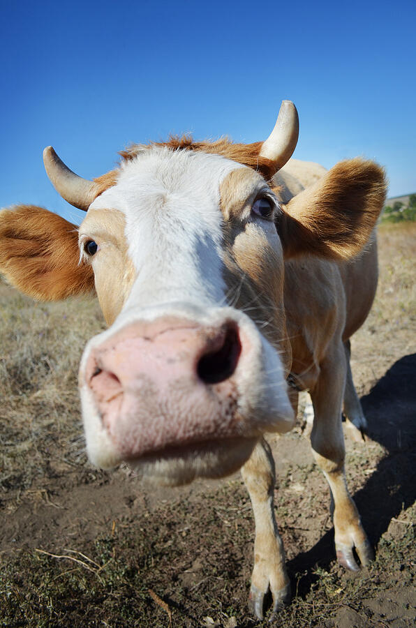Funny  Cow Close Up Photograph by Alexandr_Andreyko