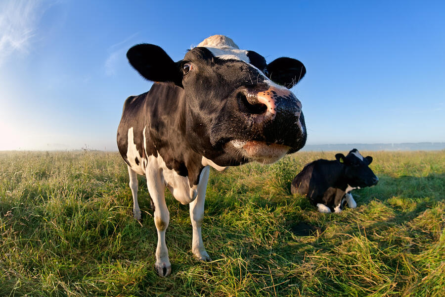 Funny Cow Muzzle Via Wide Angle Photograph by Catolla