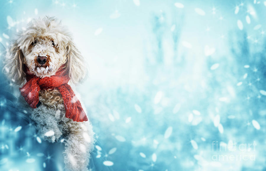 Funny cute dog with red scarf and snow on his nose.  Photograph by Jelena Jovanovic