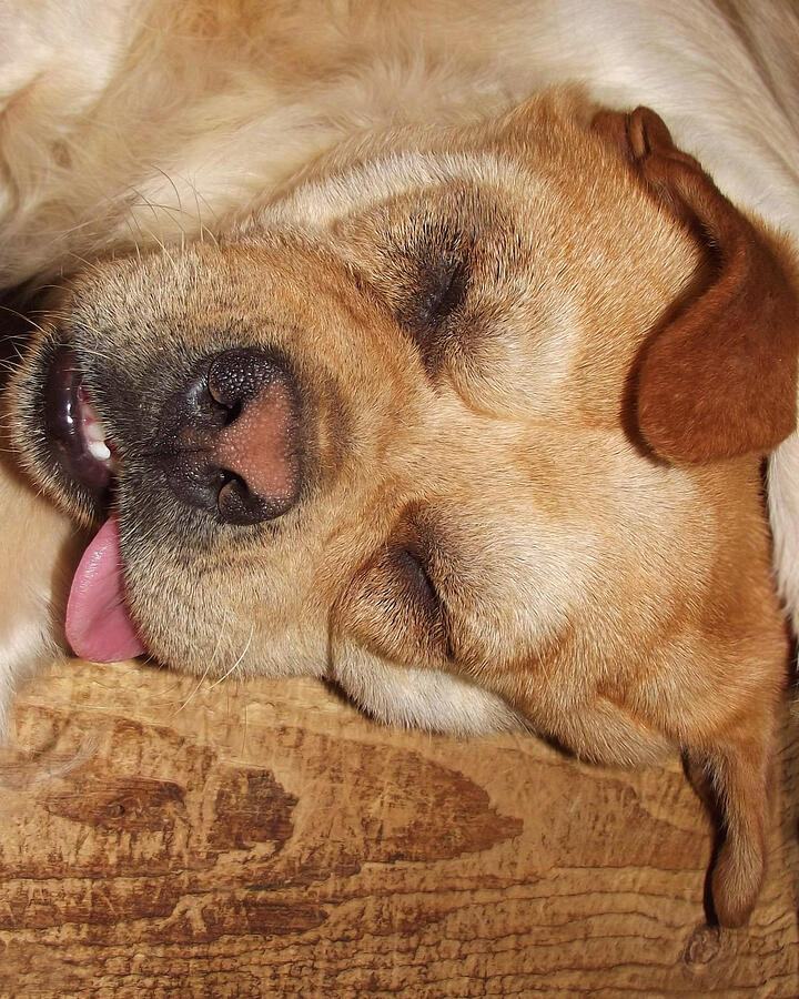 Funny Dog in a Dead Sleep with Tongue Out Photograph by Shelli Fitzpatrick