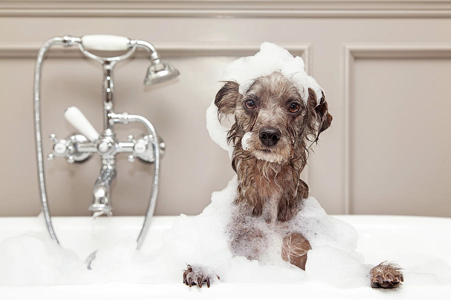 Funny Dog Taking Bubble Bath Photograph by Good Focused