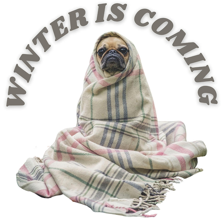 Funny Dog Winter Is Coming Poster nostalgia Painting by Turner Fox