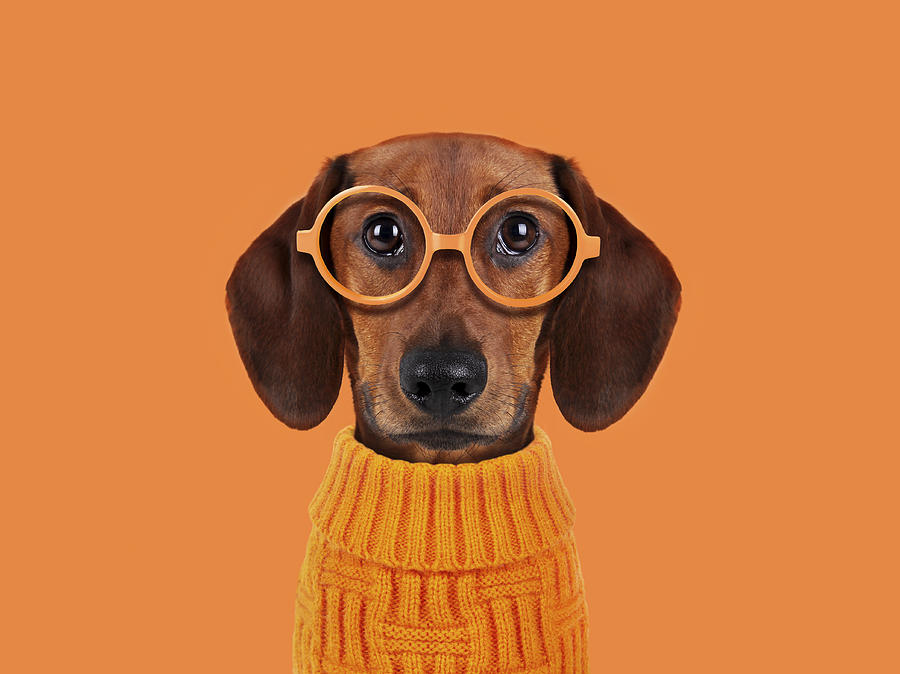 Funny dog with orange glasses Photograph by Retales Botijero