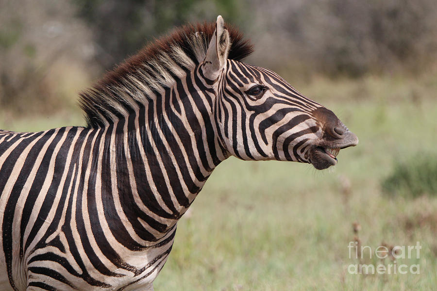 zebra funny face