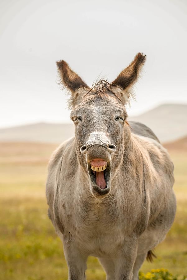 Funny Face Photograph by Susan Rydberg