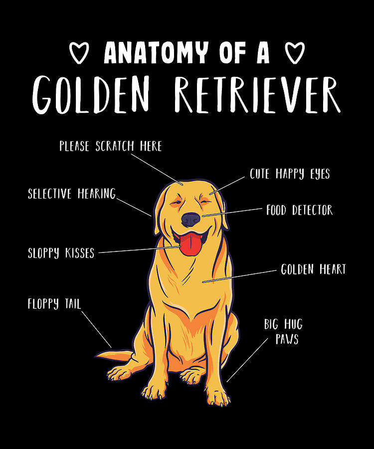 Funny Gift Anatomy of a Golden Retriever Digital Art by Philip Anders -  Pixels