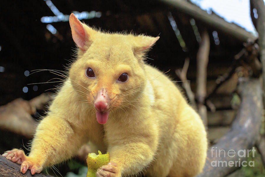 Funny golden brushtail possum Photograph by Benny Marty