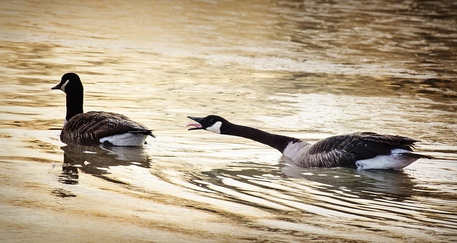 Funny Goose Agression in Golden Pond at Exton Park, Pennsylvania Photograph by Vicki Jauron, Babylon and Beyond Photography