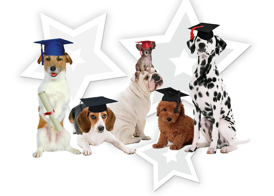 Funny Graduating Dogs Digital Art by Doreen Erhardt
