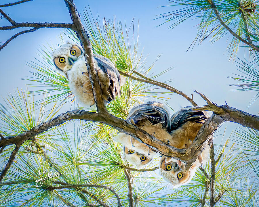 Great Horned Owlets Just Hanging Out Photograph by TK Goforth
