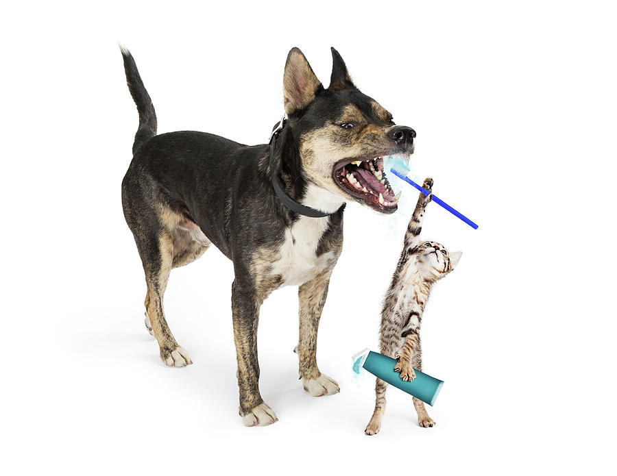Dog Photograph - Funny Kitten Brushing Dogs Teeth by Good Focused