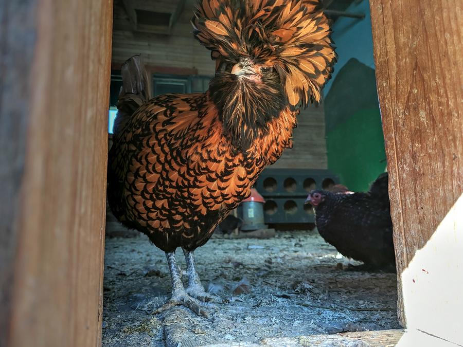 Funny Looking Chicken Photograph by Les Classics - Pixels