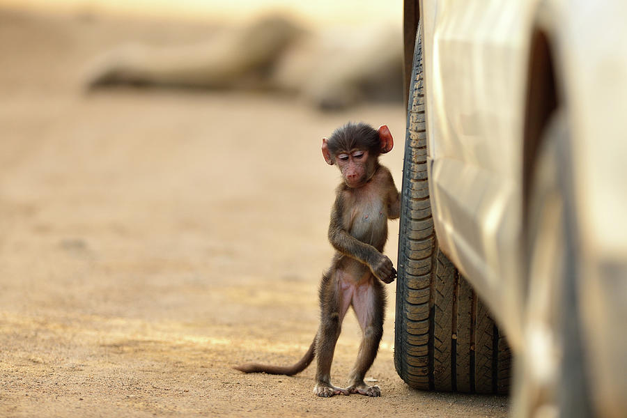 funny images of monkeys