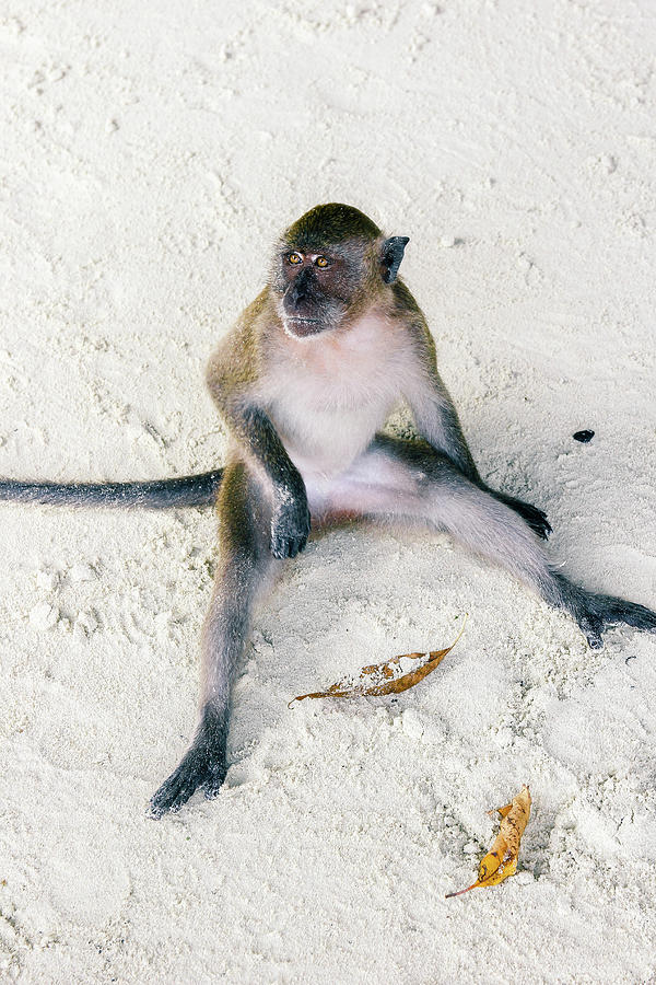 Funny monkey sitting on Thailand beach Photograph by Vera Glodeva - Pixels