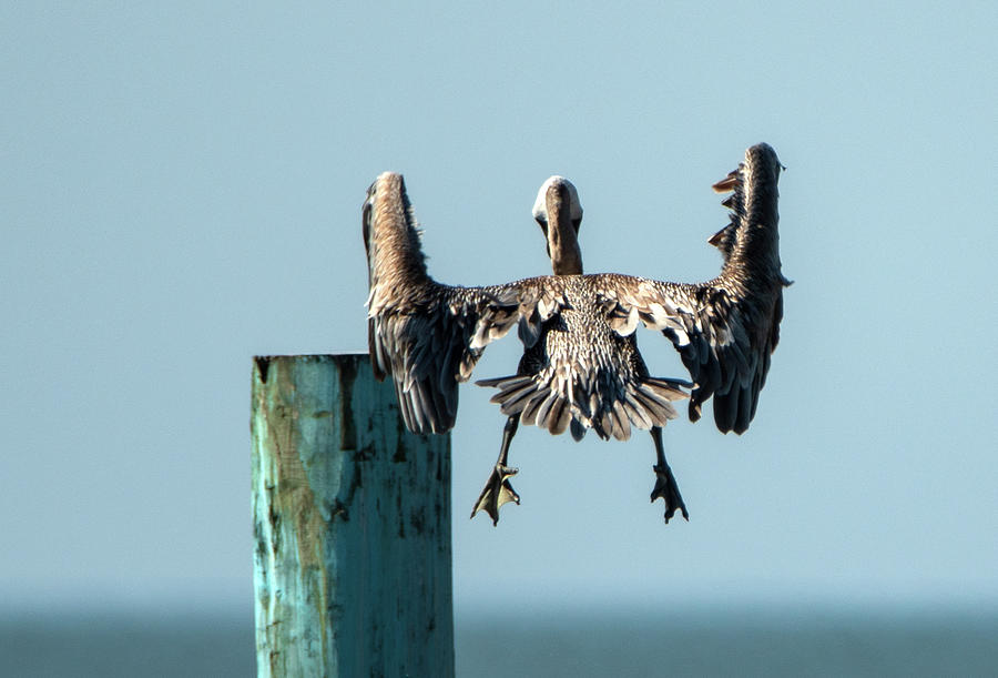 Funny Pelican Landing on Post Photograph by Sandra Js