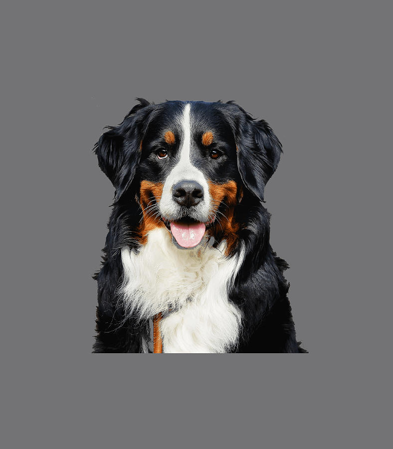 Funny Portrait Of Bernese Mountain Dog Digital Art by Ardyno Liah - Pixels