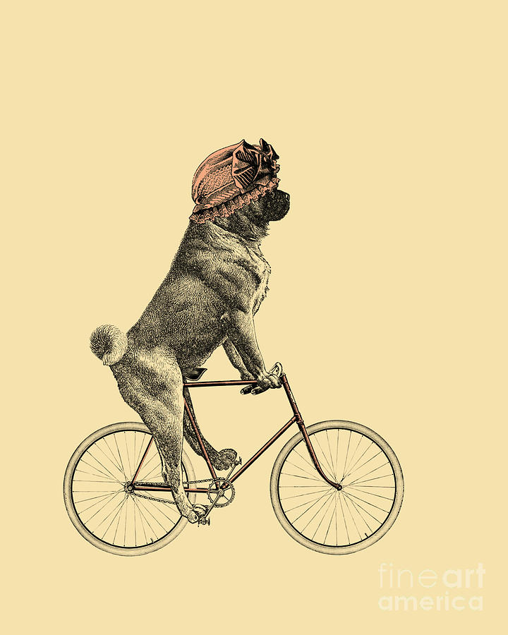 Pug Digital Art - Funny Pug On Bicycle by Madame Memento