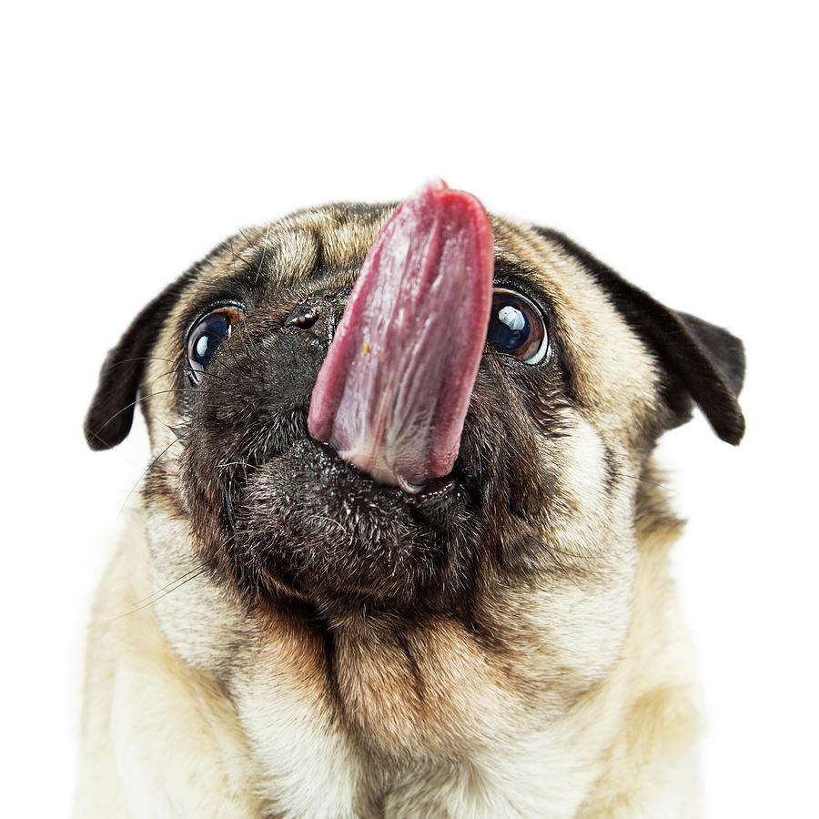 Funny Pug Sticking Tongue Straight Out Photograph by Good Focused