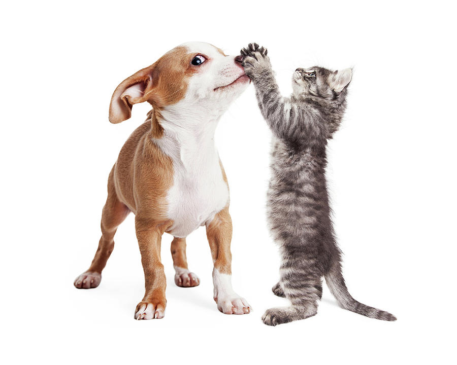 Funny Puppy and Kitten Playing Photograph by Good Focused