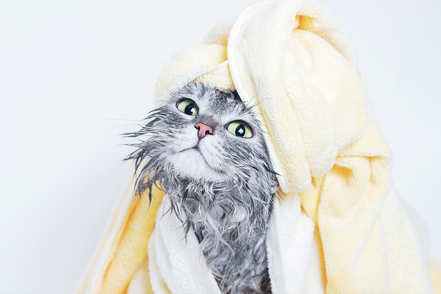Just washed lovely fluffy cat with towel around his head on grey  background. Bath Towel by Dmitro Kirichay - Pixels