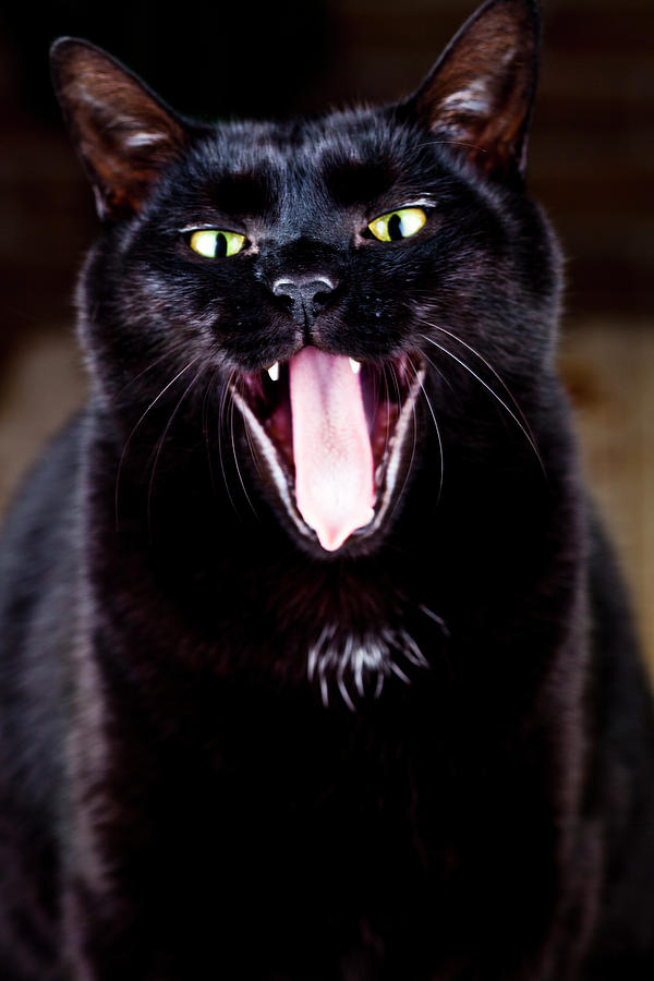 funny black cat