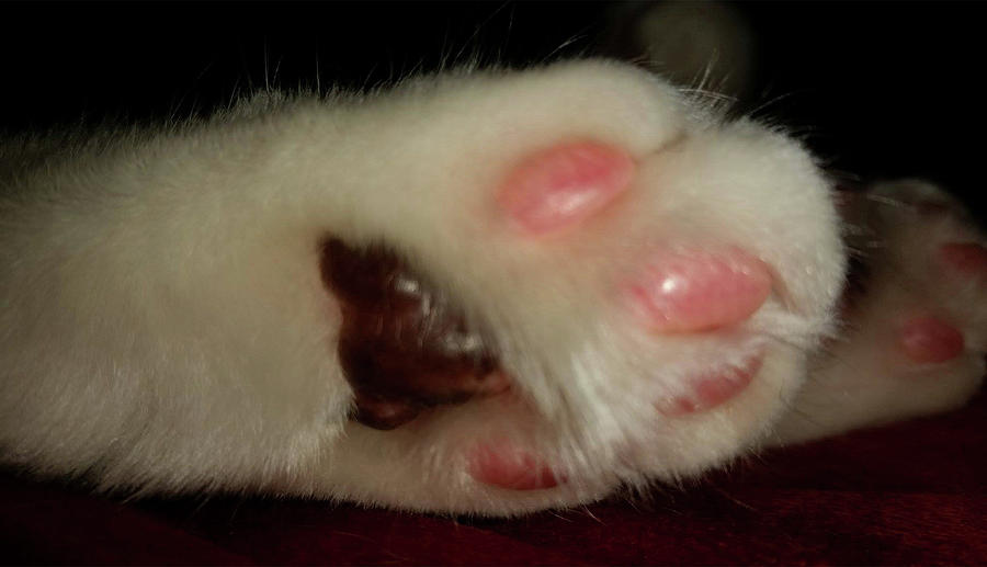 Fur Baby Toes Photograph by Ali Baucom