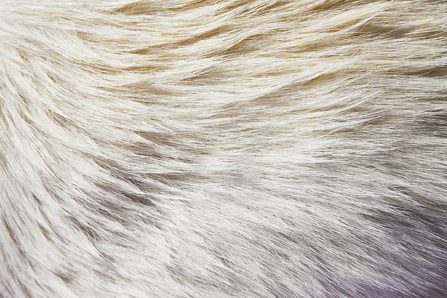 Fur Photograph by Chris Hackett