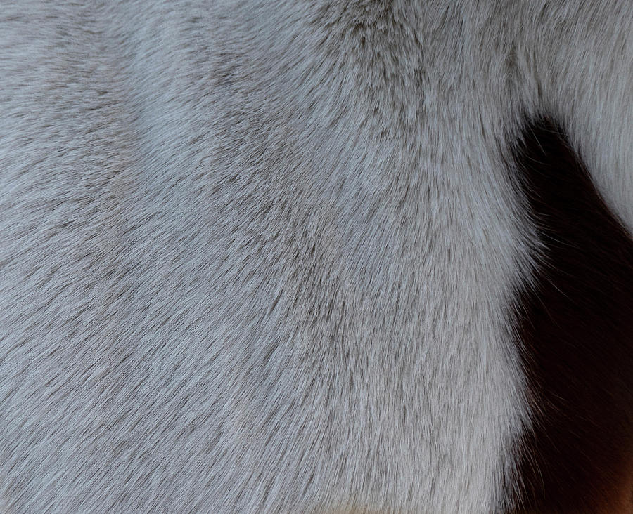 Horse Photograph - Fur On A Paint Horse by Phil And Karen Rispin