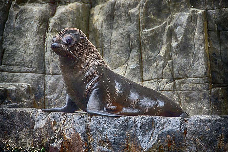 Fur Seal Photograph by Andrei SKY