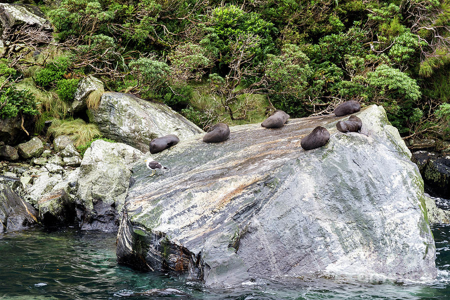  Fur Seals at Milford Sound, New Zealand Photograph by Elaine Teague