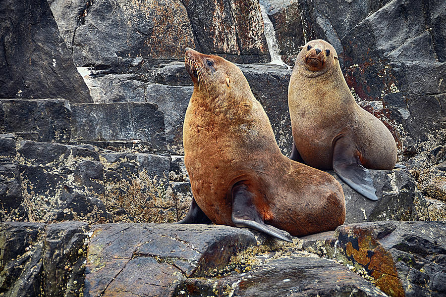Fur seals family portrait Photograph by Andrei SKY
