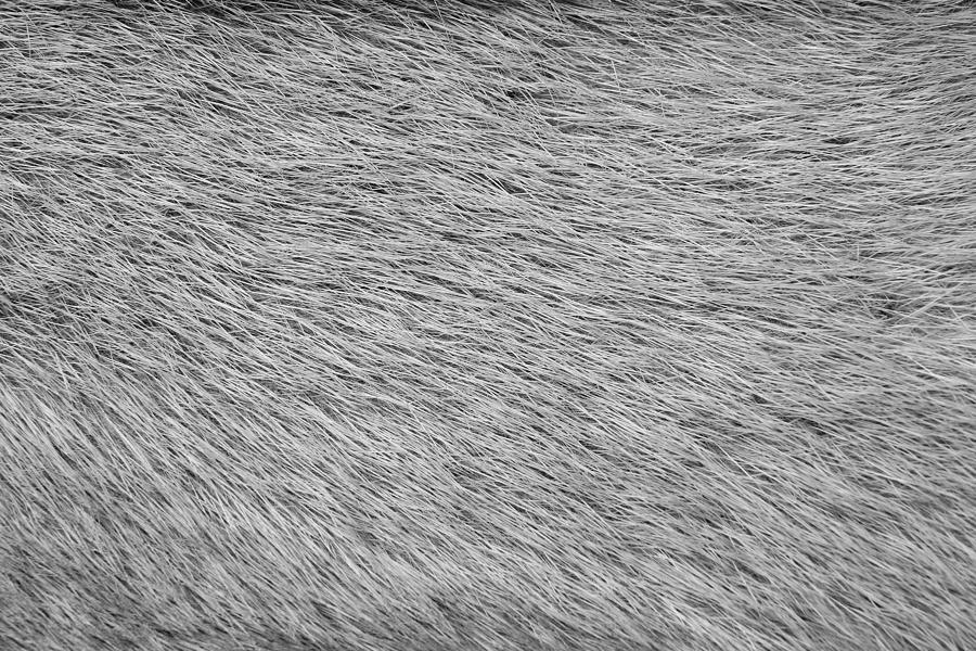 Fur Texture Of Gray Color Photograph by Malven57