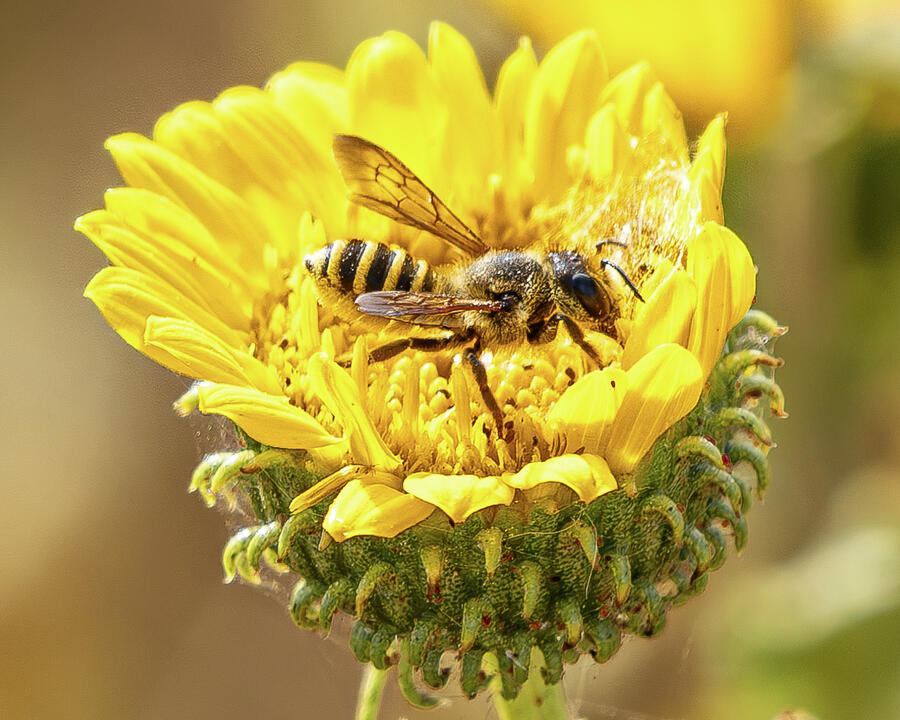 Furrow Bee and the Gumweed Photograph by Brian Morefield - Prose ...