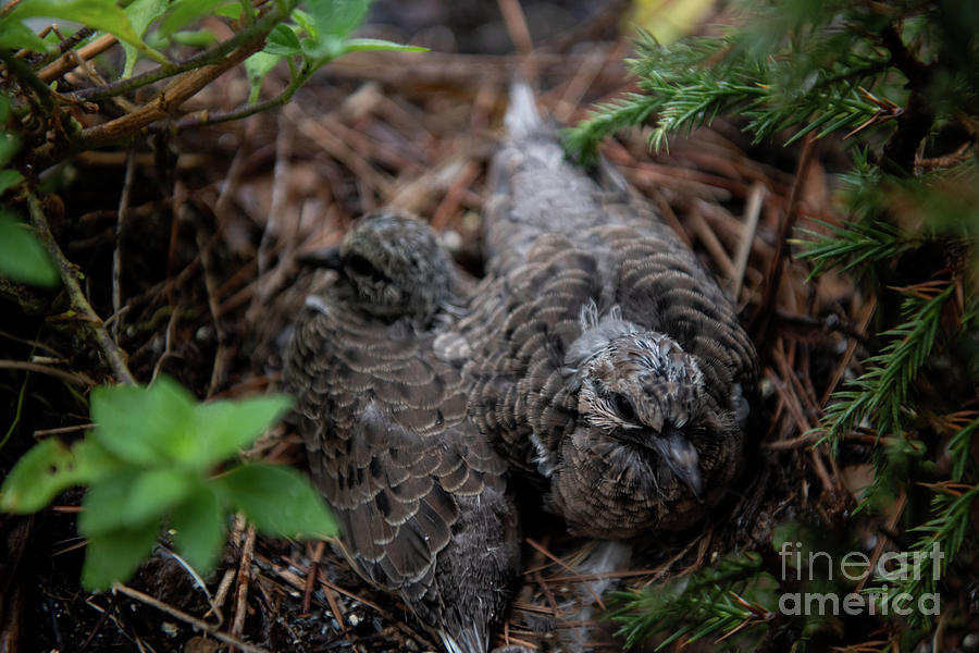 Furry Babies On The Nest - Doves Photograph