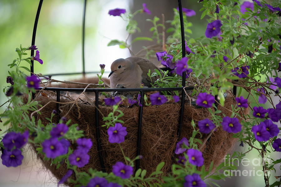 Furry Baby under Mother Dove - Flower Basket Nest Photograph by Dale Powell